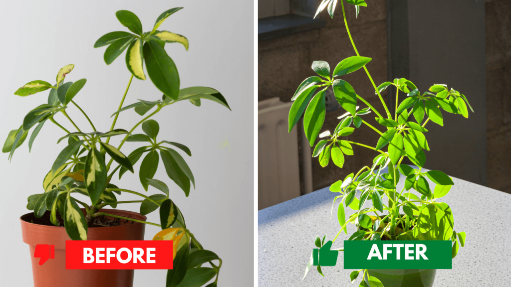 Before and after comparison of umbrella plant care, showing improvement from wilted leaves to healthy, vibrant foliage.