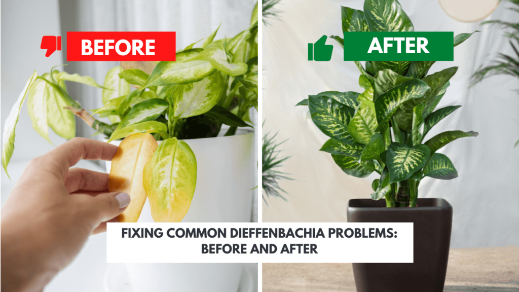 Before and after comparison of a Dieffenbachia plant; left shows yellowing leaves caused by common Dieffenbachia problems, right displays healthy foliage.