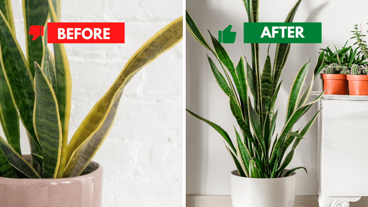 Before and after of a Snake Plant turning yellow, showing improvement after proper care.