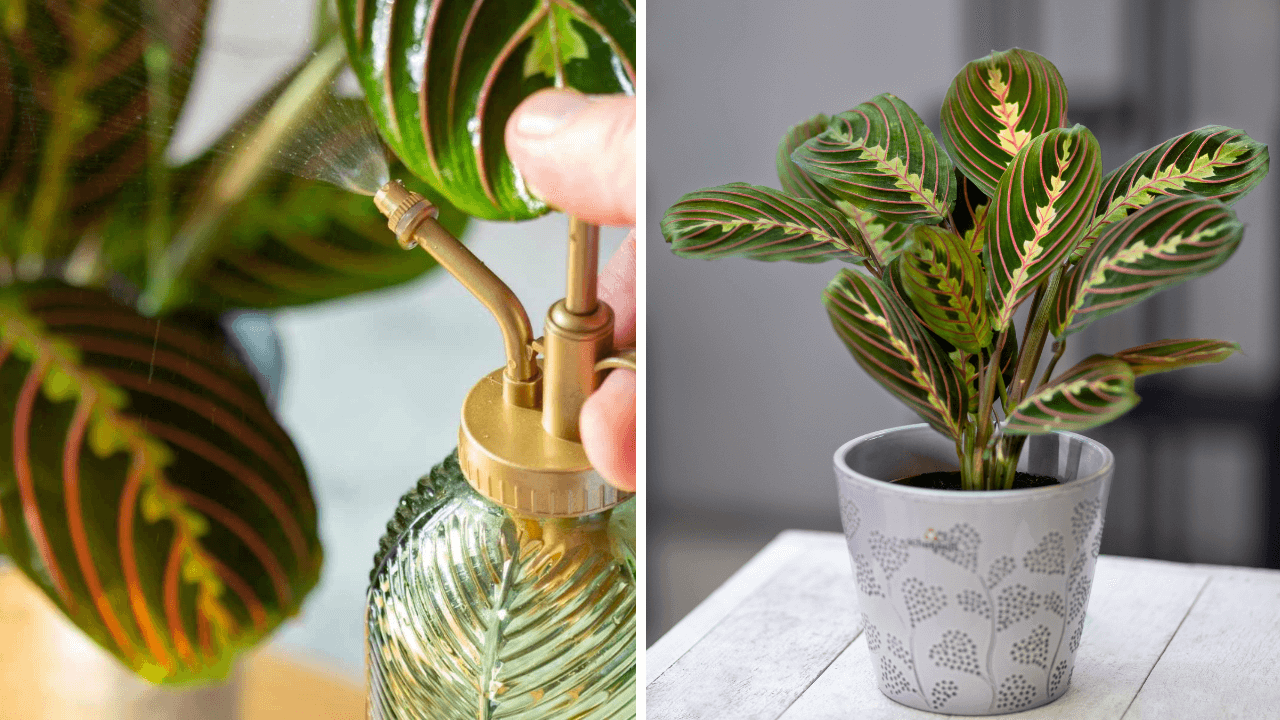 Prayer Plant being misted on the left and a vibrant Prayer Plant in a decorative pot on the right, showcasing Prayer Plant care.