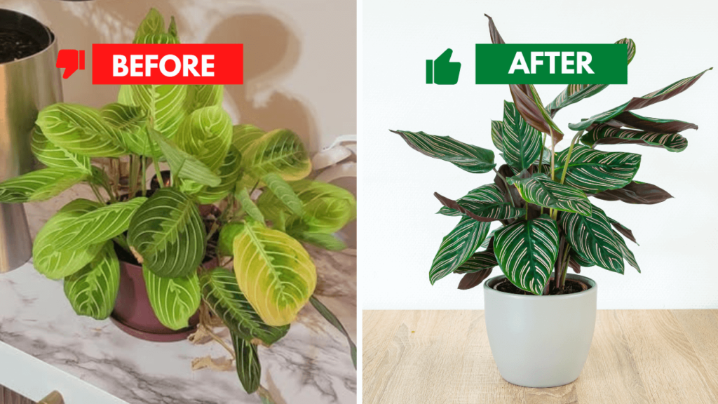 Before and after of a Prayer Plant with improved care, showcasing healthy leaves.