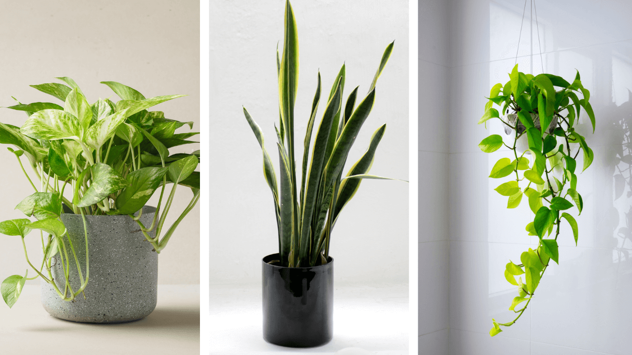 The best air filtering plants: pothos in a gray pot, a snake plant in a black planter, and golden pothos hanging in a white space.