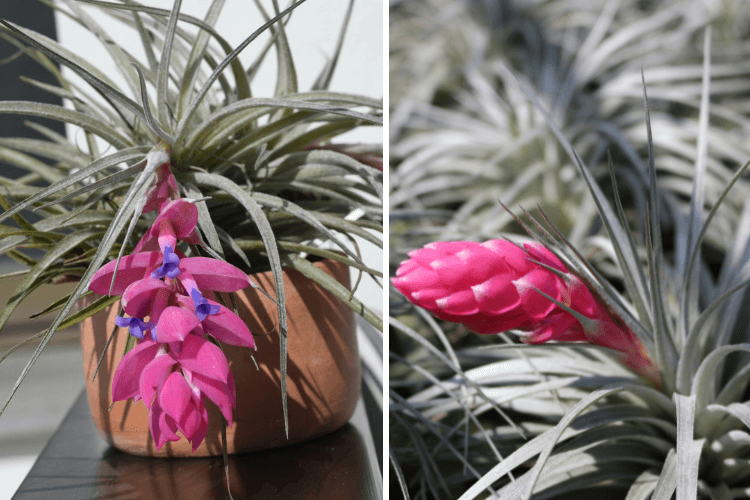 Close-up of Tillandsia Stricta air plants in bloom, featuring silvery leaves and vibrant pink and purple flowers, perfect for decorative use.