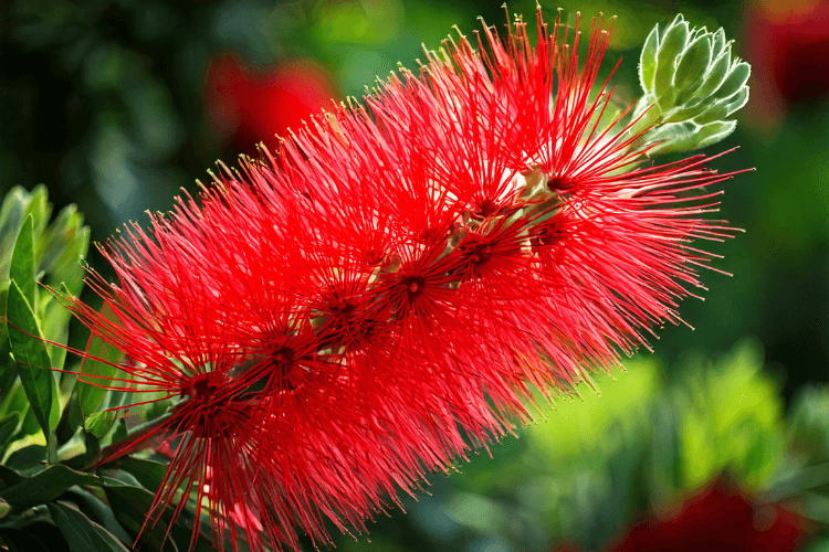 Crimson Bottlebrush with vibrant red feathery flowers and lush green leaves, thriving in a sunny garden setting.