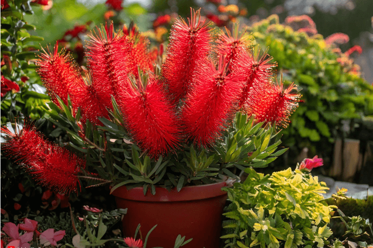 Compact Dwarf Bottlebrush with vibrant red flowers, nestled in a cozy garden corner surrounded by colorful blooms