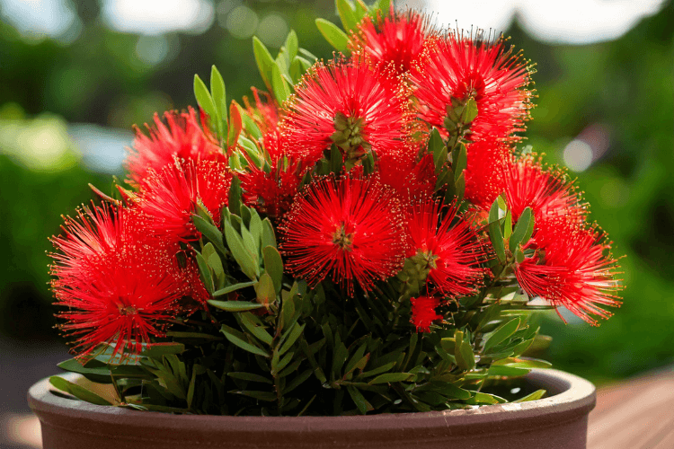 Little John Bottlebrush with dense red flowers in a container garden, highlighting its compact shape and vibrant colors.