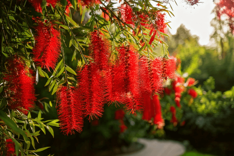 Weeping Bottlebrush plant with cascading branches, vibrant red brush-like flowers, and elongated green leaves in a sunny garden.