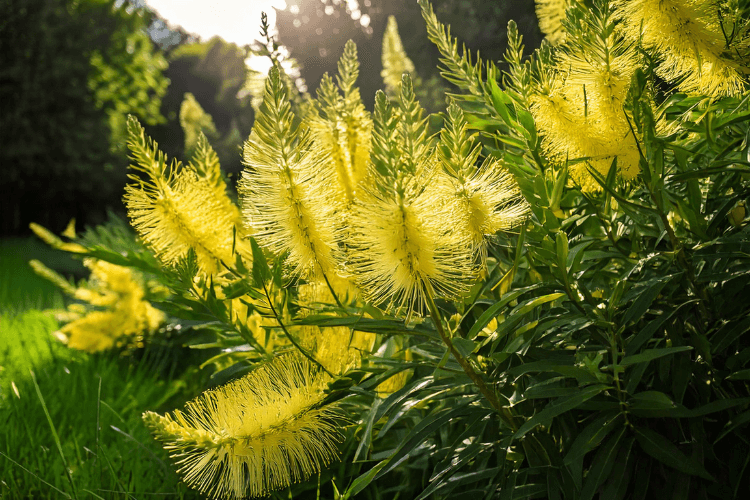 Bottlebrush Citrinus shrub with soft pale yellow flowers, slender green leaves, and a warm garden background under natural sunlight