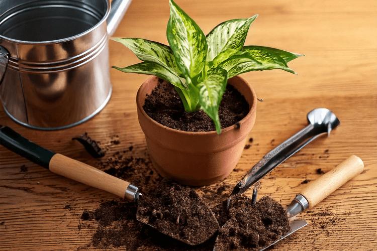 Dieffenbachia plant in a terracotta pot with fresh soil and gardening tools, ready for planting on a wooden surface.