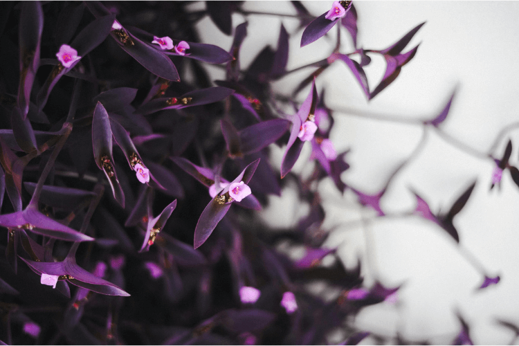 Close-up of vibrant purple heart plant leaves with pink flowers on a light background, showcasing rich textures and vivid colors.