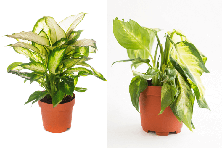 .Two unhealthy Dieffenbachia plants with yellowing and drooping leaves, showing common signs of plant care issues like overwatering or poor light.