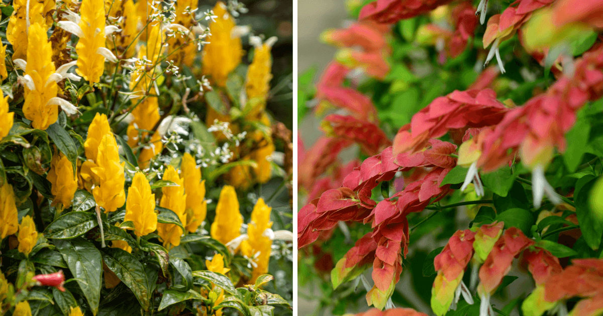 Close-up of vibrant Yellow Shrimp Plant and red Justicia brandegeeana flowers in full bloom, highlighting their unique shapes and colors.