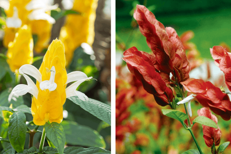 Close-up of vibrant Yellow Shrimp Plant and red Justicia brandegeeana flowers in full bloom, highlighting their unique shapes and colors.