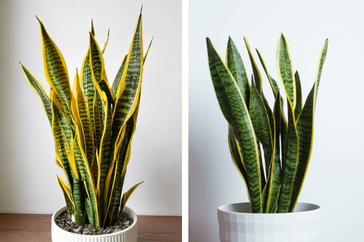 Side-by-side comparison of a healthy Snake Plant and one turning yellow, highlighting signs of improper care.