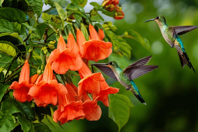 Bright orange Trumpet Vine (Campsis radicans) flowers in bloom, with hummingbirds feeding, a beautiful sight in any garden.