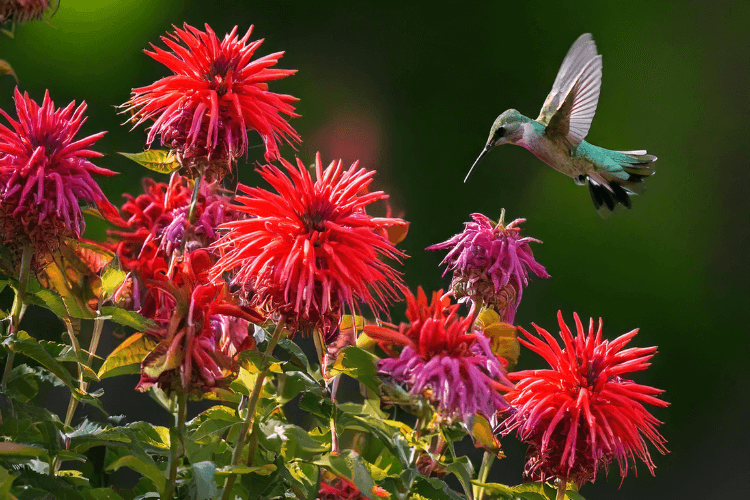 Hummingbird hovering near vibrant red and purple Bee Balm (Monarda) flowers with lush greenery in the background, captured in natural lighting.