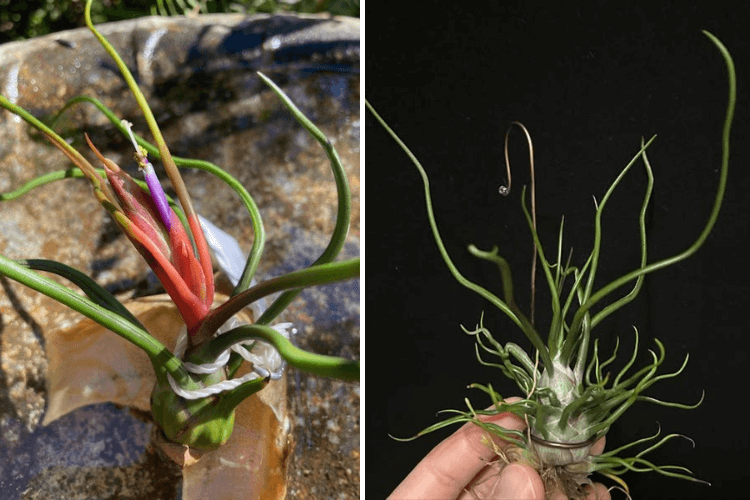 Tillandsia Bulbosa air plants with vibrant tubular flowers and curving green leaves, showcasing their unique shape and easy care in indoor settings.