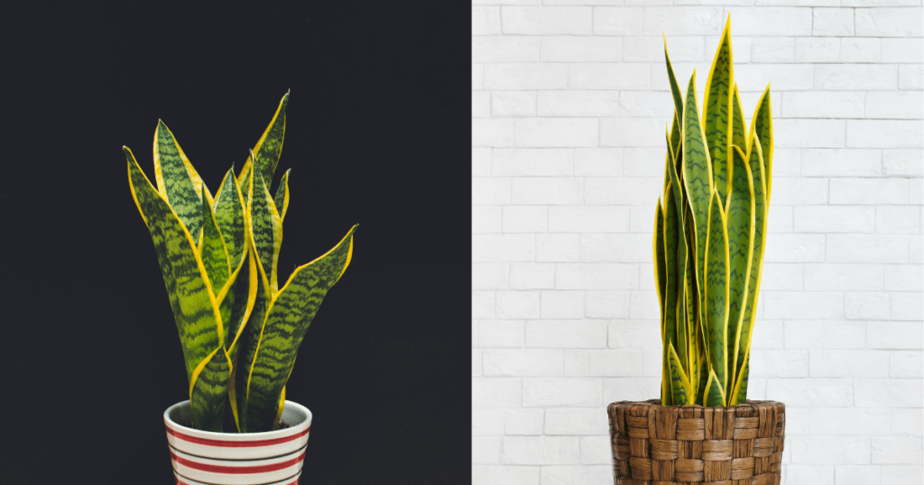 Snake plants in pots illustrating snake plant light requirements, thriving in low, medium, or bright indirect light.