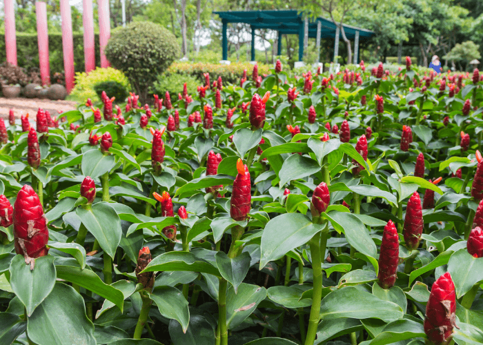 Field of vibrant red shampoo ginger plants in a lush garden setting, showcasing their distinctive cone-shaped blooms.