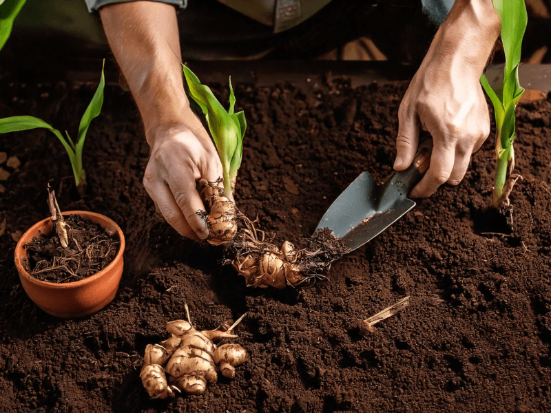 Hands harvesting shampoo ginger rhizomes from rich soil, with young green plants and a potted ginger sprout nearby.