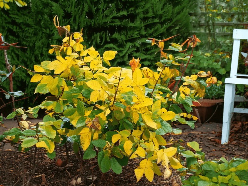 Rose bush with vibrant yellow leaves in a garden, a sign of stress or disease, surrounded by greenery and a white chair.