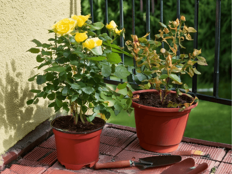 Two potted rose plants on a sunny patio, one blooming with yellow flowers and the other showing signs of yellowing leaves.