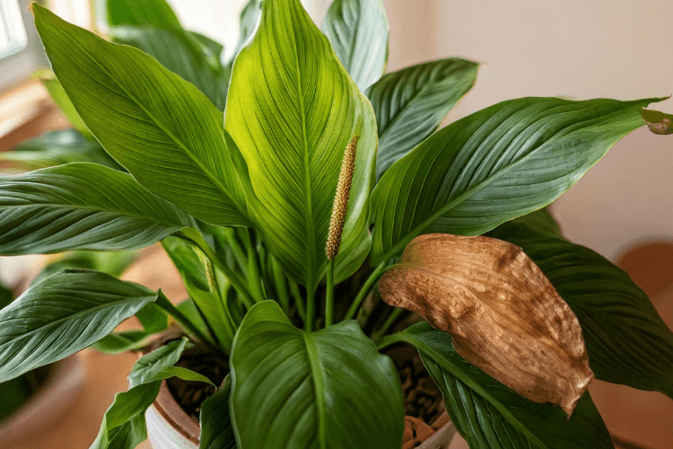 A peace lily plant with vibrant green leaves and a single brown-tipped leaf, showcasing issues like peace lily brown tips.