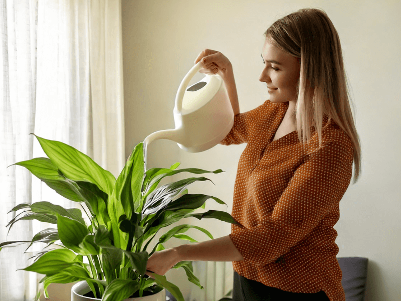 A person gently watering a peace lily plant in a bright indoor setting, showcasing proper plant care techniques.