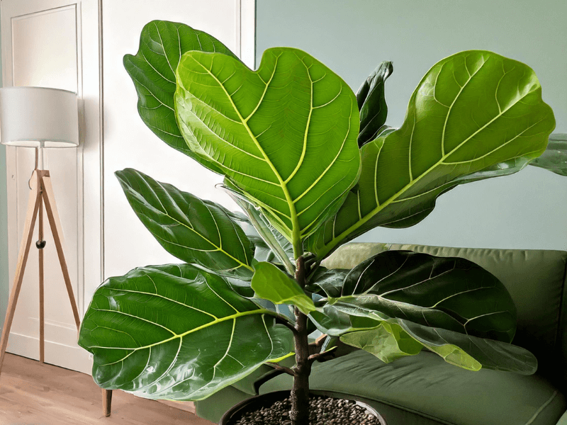 Healthy fiddle leaf fig plant with glossy green leaves, ideal for propagation.