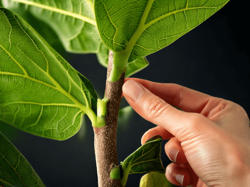 Close-up of fiddle leaf fig stem with a healthy node, ideal for propagation.