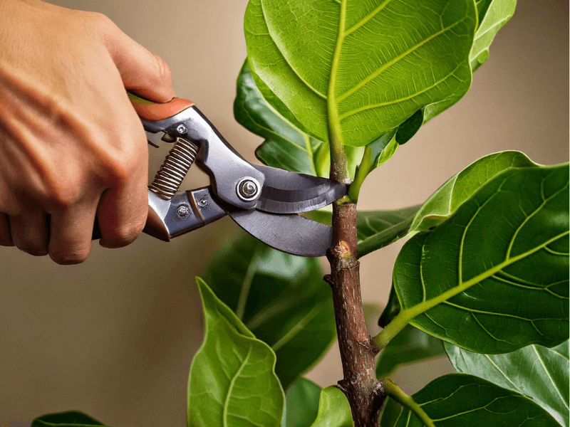 Sharp pruning shears making a diagonal cut on a fiddle leaf fig stem below the node.