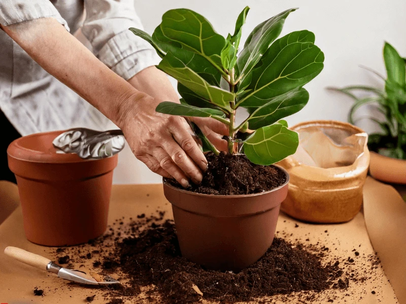 Propagated fiddle leaf fig cutting being transplanted into a larger pot with fresh soil.