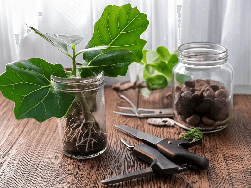 Fiddle leaf fig propagation in glass jars with visible roots and soil, accompanied by pruning shears on a table.