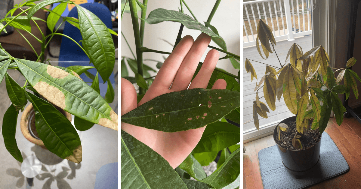 Common money tree plant problems like yellowing leaves, brown spots, and drooping due to pests, stress, or improper care.