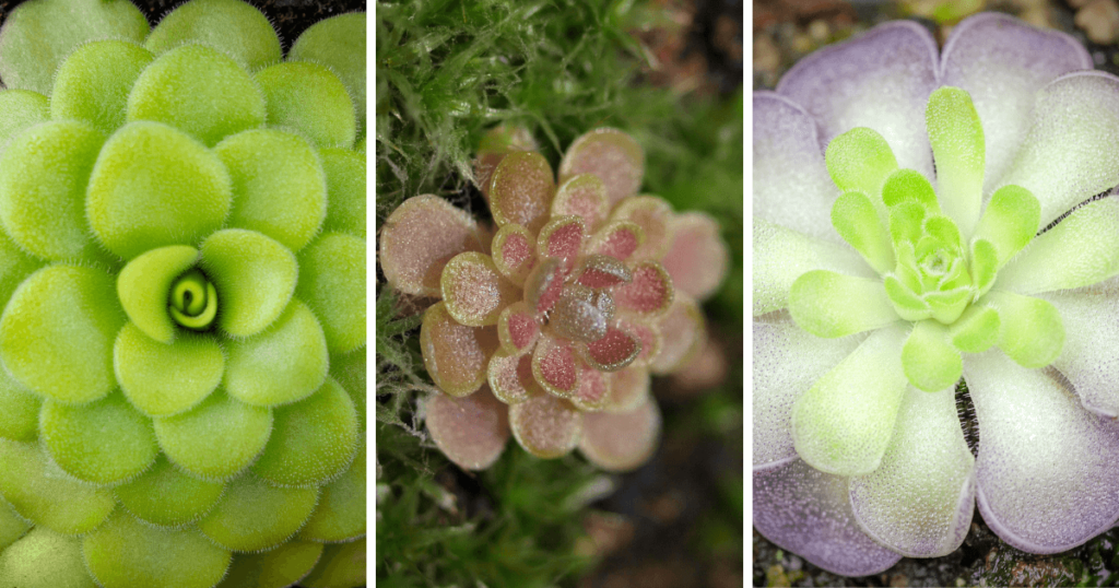 Three varieties of Butterwort plants showcasing their vibrant green, pink, and purple-hued rosettes, highlighted with dewy textures.