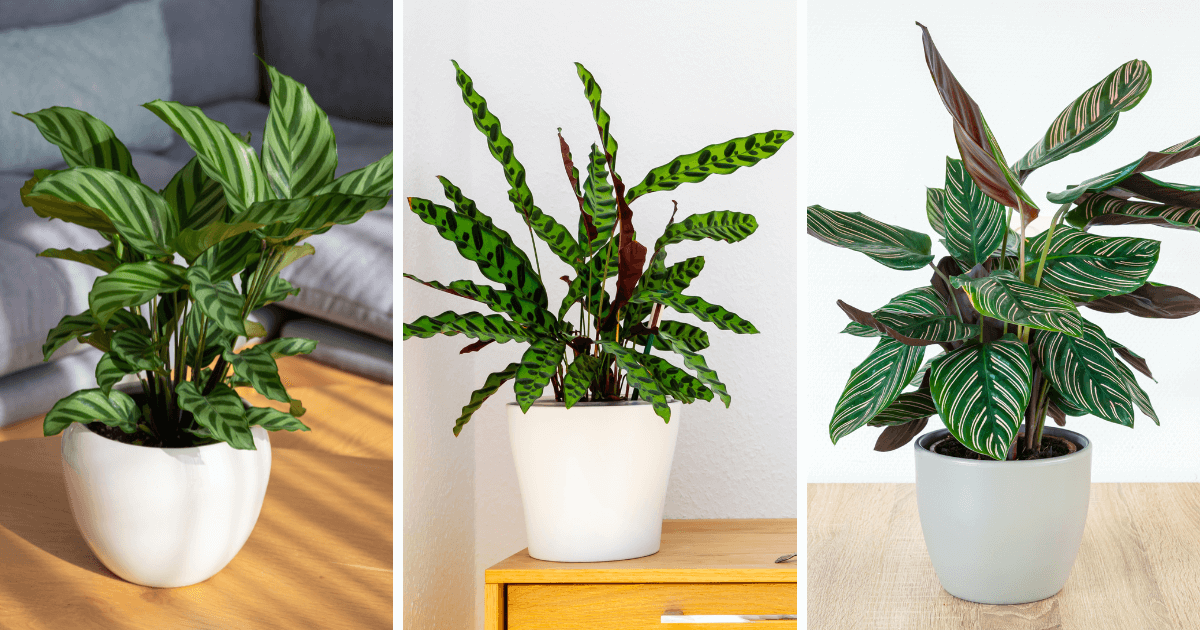 Three different Calathea plants in white pots, showcasing their vibrant and patterned leaves. From left to right: Calathea Orbifolia, Rattlesnake Calathea, and Calathea Pinstripe.