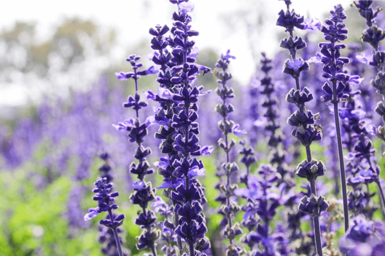 Purple salvia (sage) flowers in full bloom, known for attracting hummingbirds with their vibrant petals and upright stems.

