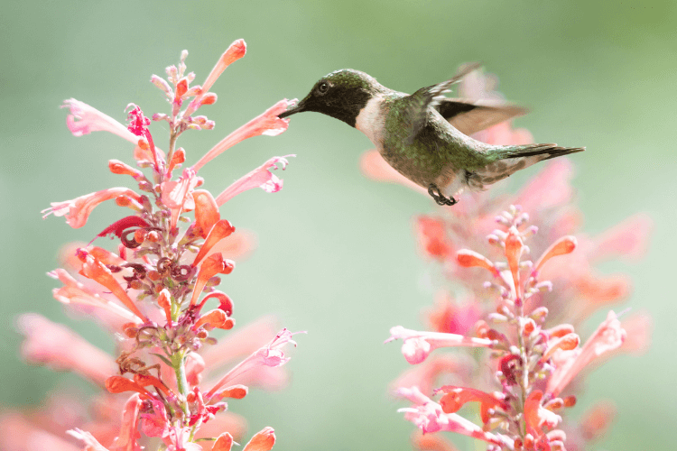 Hummingbird feeding on vibrant orange Hummingbird Mint (Agastache) flowers with a blurred green background.