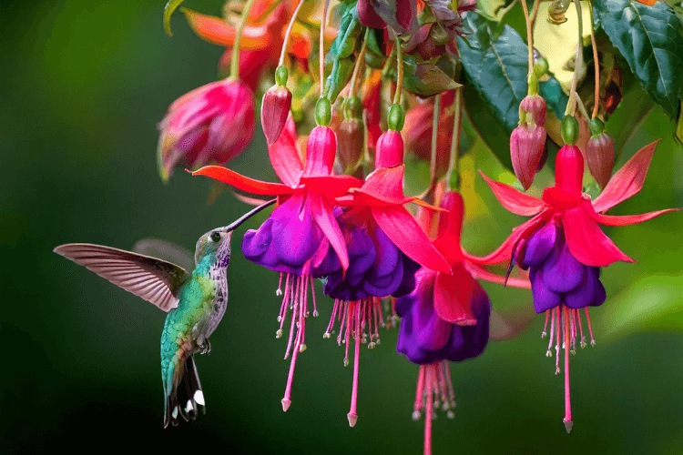 Bright fuchsia flowers (Fuchsia spp.) in full bloom with a vibrant green hummingbird hovering nearby, feeding on the nectar.