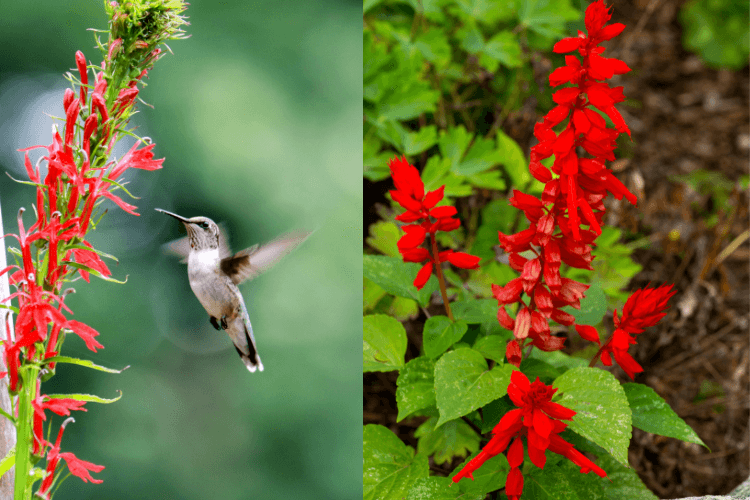 A hummingbird hovers near vibrant red Cardinal Flowers (Lobelia cardinalis), surrounded by green foliage, in a lush garden setting.