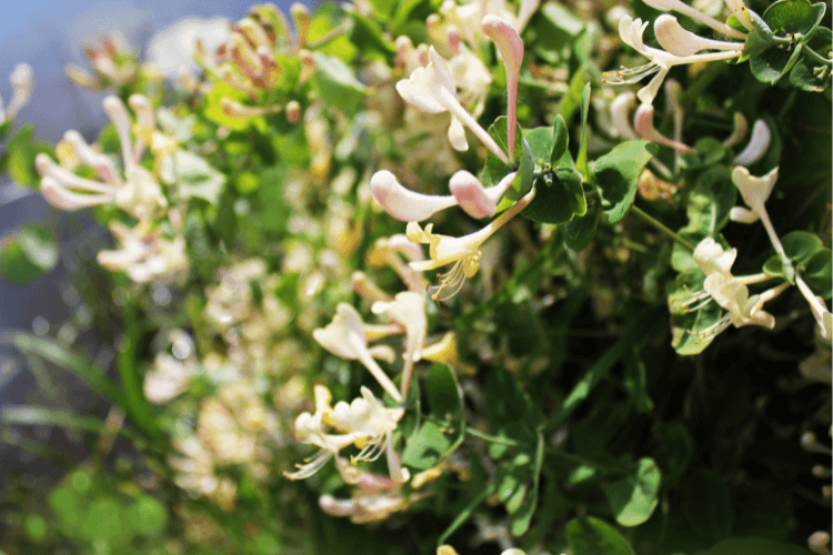 A close-up of Honeysuckle (Lonicera spp.) vines featuring clusters of delicate, pale pink and cream-colored tubular flowers in full bloom.
