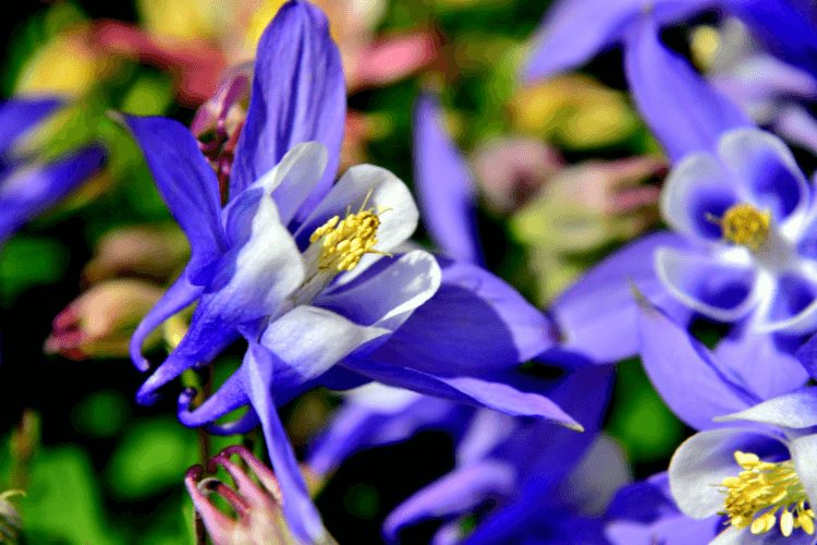 Purple and white columbine flower with golden stamens, a vibrant bloom known for attracting hummingbirds to gardens.