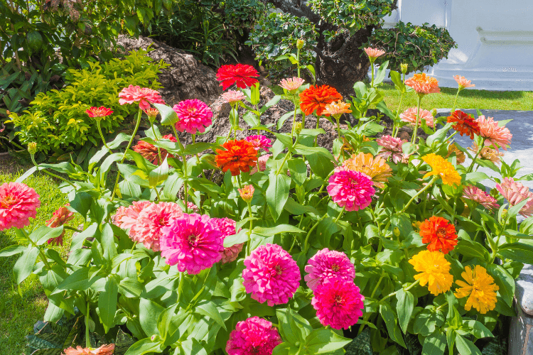 Vibrant Zinnia flowers in pink, red, orange, and yellow hues, blooming in a garden, known for attracting hummingbirds.