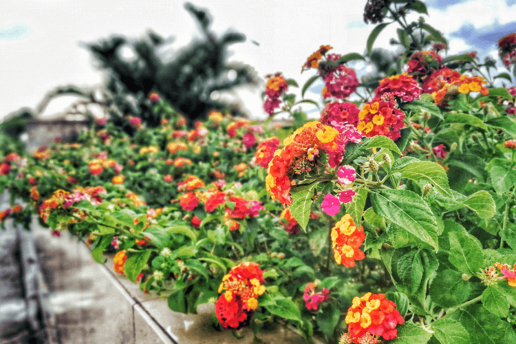 Colorful Lantana flowers in shades of orange, yellow, and pink, blooming along a garden path, known for attracting hummingbirds.