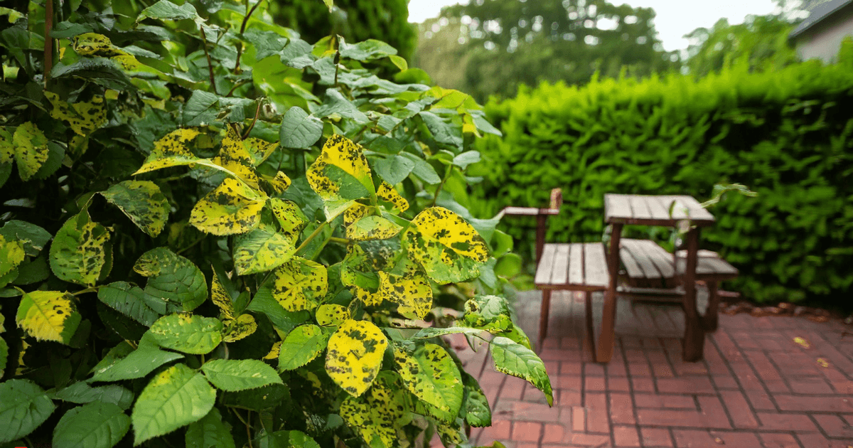 Yellow leaves on roses bushes showing black spots, indicating plant disease, with a garden table in the background.