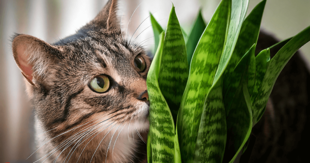 Close-up of a cat licking a snake plant, a common concern for pet owners regarding toxicity.