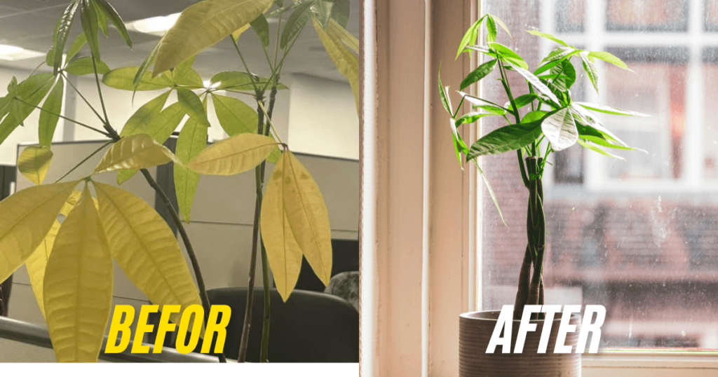 Before and after images of a Money Tree plant, with Money Tree leaves turning yellow on the left and healthy green leaves on the right.