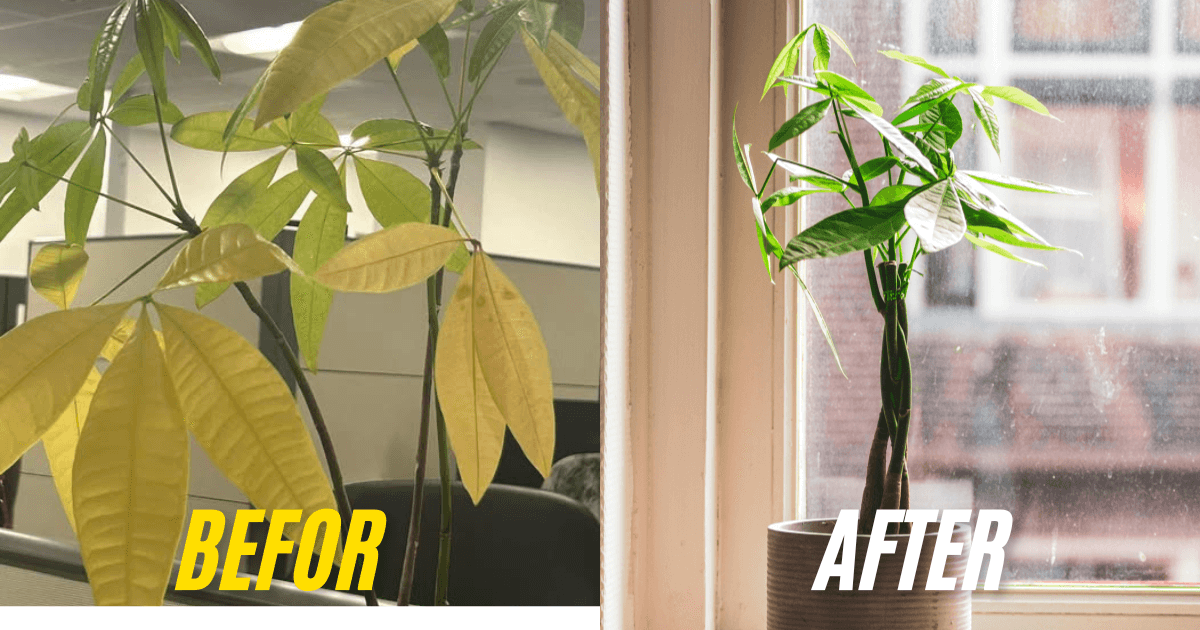 Before and after images of a Money Tree plant, with Money Tree leaves turning yellow on the left and healthy green leaves on the right.