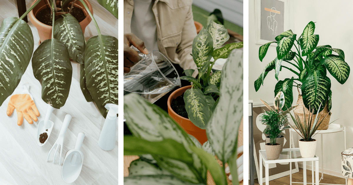 Three stages of Dieffenbachia plant care: preparation with tools, watering, and thriving indoor arrangement with other plants.