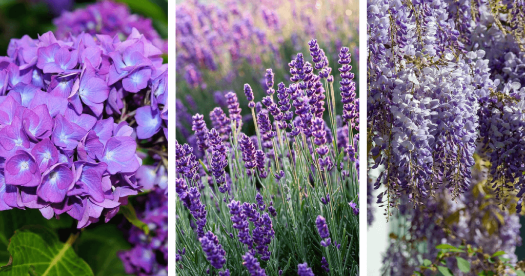 A trio of vibrant purple plants: hydrangeas, lavender, and wisteria in full bloom, showcasing various shades of purple.